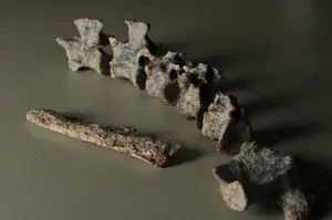 Tainrakuasuchus bellator fossil (by Rodrigo Temp Müller) (2)