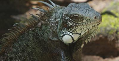 Iguana in Guyana