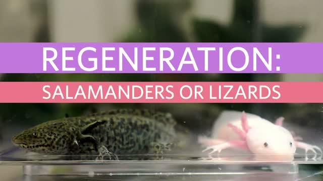 Regeneration: Salamanders v. Lizards