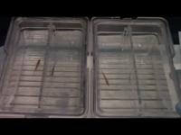 Normal Zebrafish: Courtship and breeding