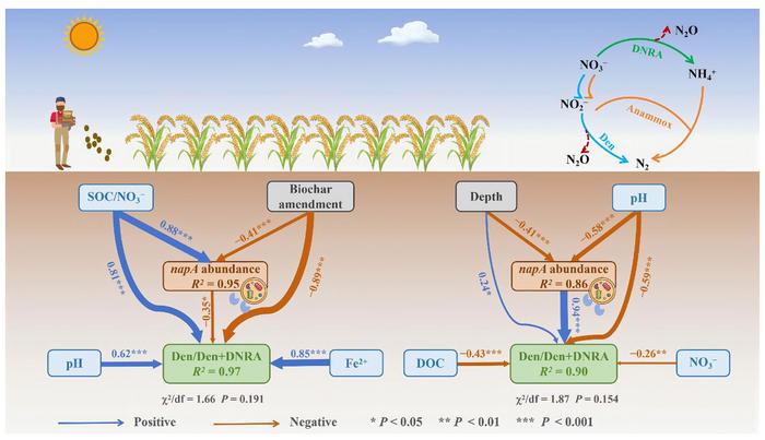 Long-term biochar amendment increased dissimilatory nitrate reduction to ammonium concomitantly suppressing denitrification and anaerobic ammonium oxidation in deep alkaline paddy soil