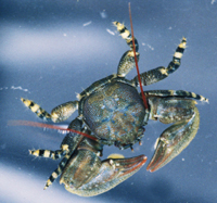 Porcelain Crab
