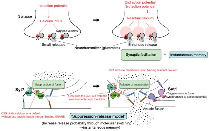 Figure 1. Mechanism of synaptic facilitation and instantaneous memory