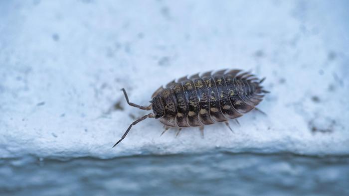 Danydory-woodlouse