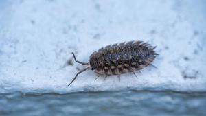 Danydory-woodlouse