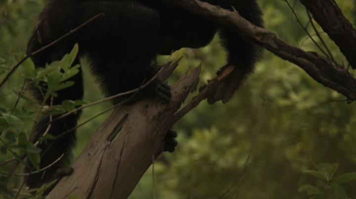 Chimp Tool-Assisted Hunting