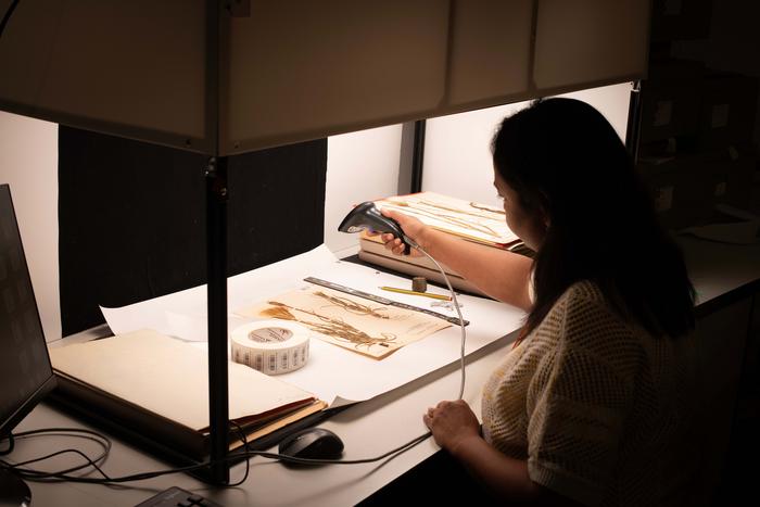 Digitisation Office at the Royal Botanic Gardens, Kew