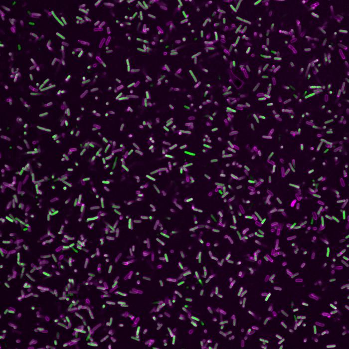 Pathogens