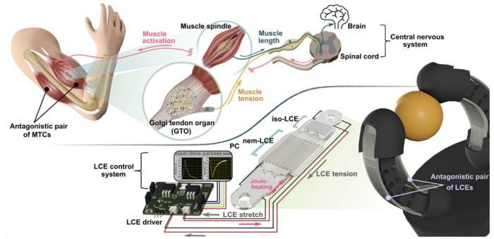 Figure. Comparison of operating principles between biological muscle and artificial muscle (left), and a robotic hand equipped with artificial muscles (right)