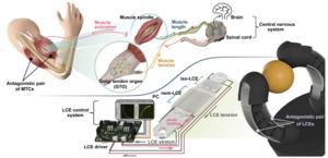 Figure. Comparison of operating principles between biological muscle and artificial muscle (left), and a robotic hand equipped with artificial muscles (right)