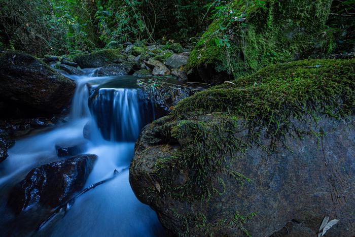 A stream close to Pristimantis yonke's type locality