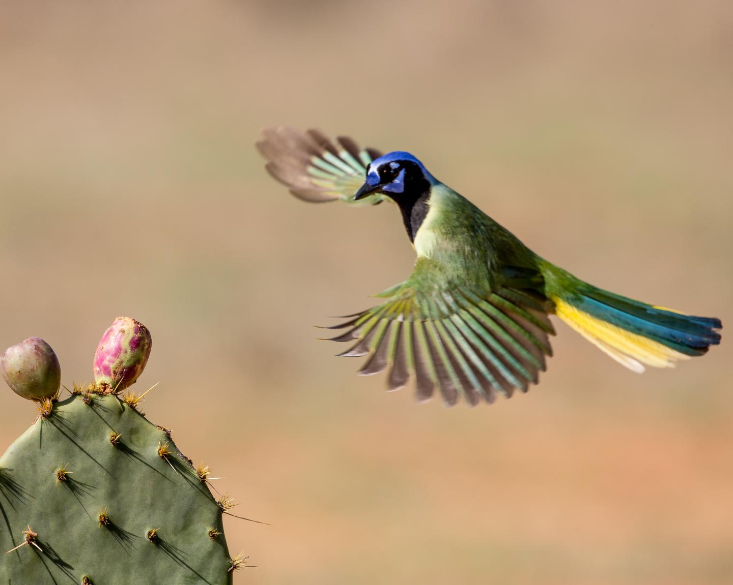 Green Jays in Texas