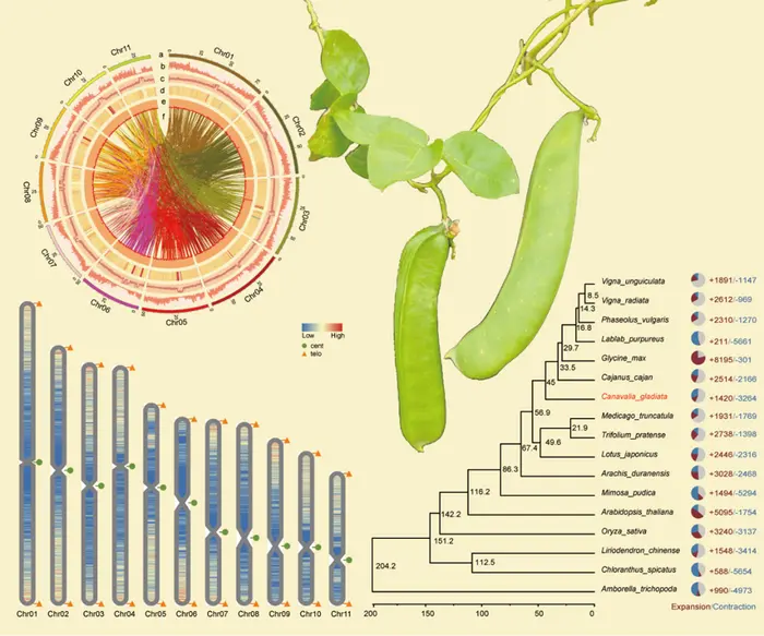 The T2T genome of Canavalia gladiata.