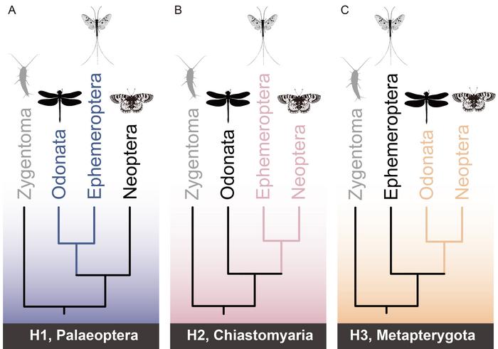 Three hypotheses for the early branching events within pterygote evolution