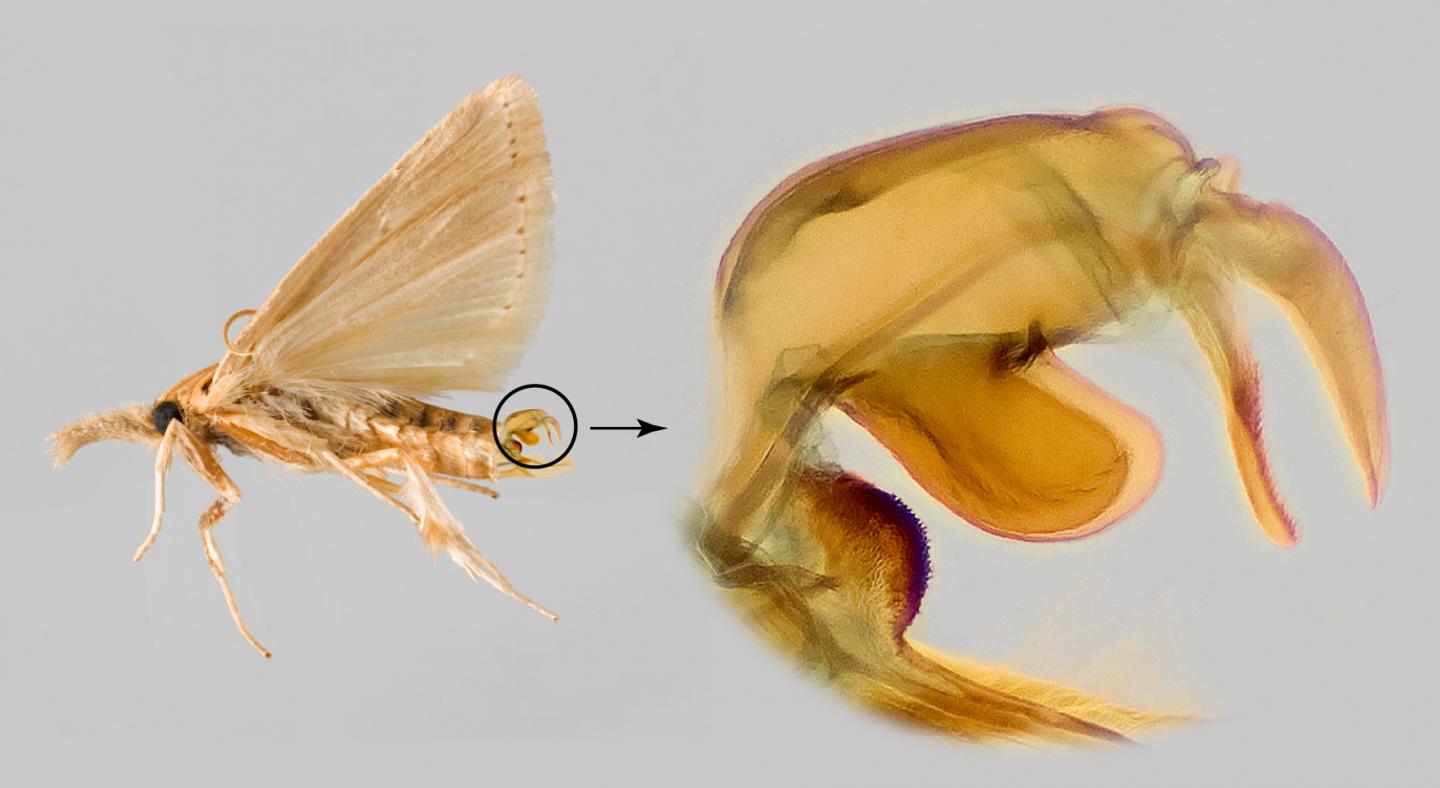 Sugarcane Borer Male Genitalia