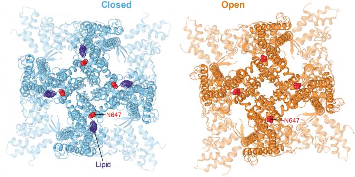 TRPV3 Mutation