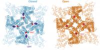 TRPV3 Mutation