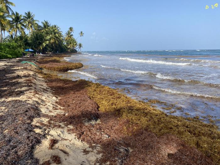sargassum2