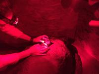 Tagging a Loggerhead Turtle