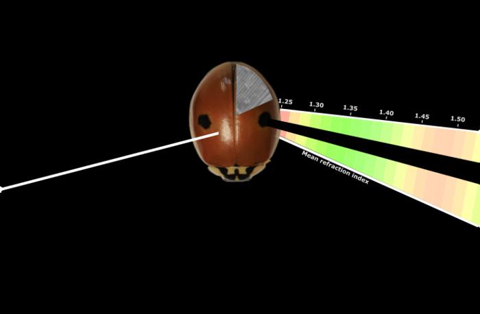 Decoding ladybird’s colours: Structural mechanisms of colour production and pigment modulation