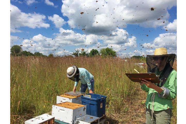 Bees and Prairie