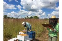 Bees and Prairie