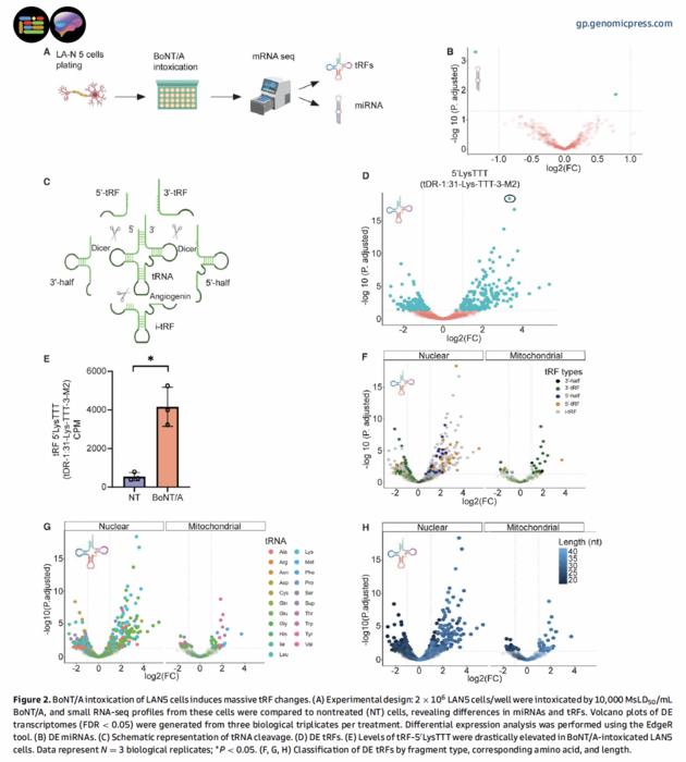 BoNT/Aintoxication of LAN5 cells induces massive tRF changes.