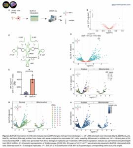BoNT/Aintoxication of LAN5 cells induces massive tRF changes.