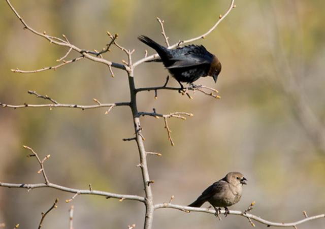 A Pair of Cowbirds