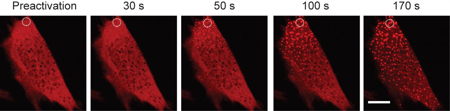 Protein Droplets in a Cell