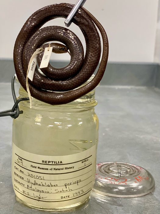 Snake outside of jar