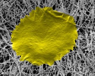 Human Stem Cells