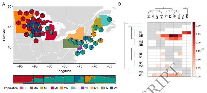 Geographic distribution and introgression signals of ancestral genetic clusters in North American wild cranberry populations.