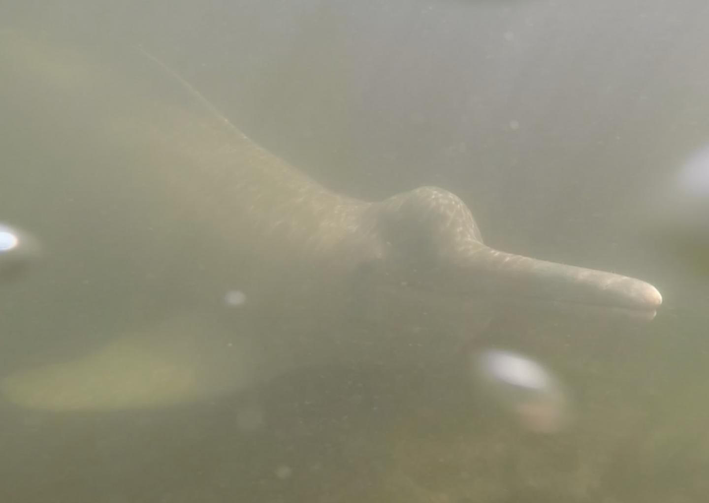 Araguaian River Dolphin