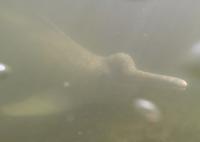 Araguaian River Dolphin