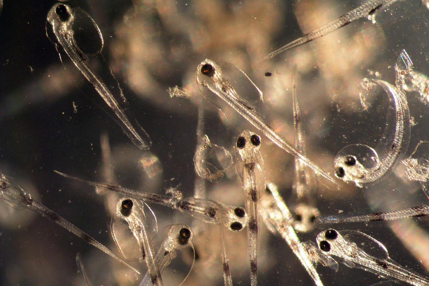 Cod Larvae
