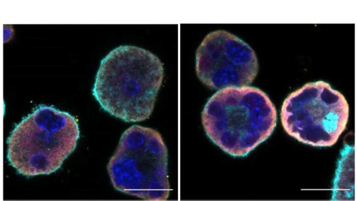 Platelet-making megakaryocytes ‘freecycle’ cytokines