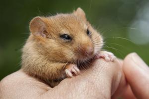 Hazel dormouse in hand