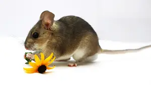 Weinstein woodrat with a flower