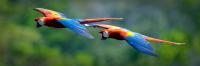 Scarlet Macaws in Flight