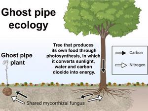 Graphic of ghost pipe in forest soils