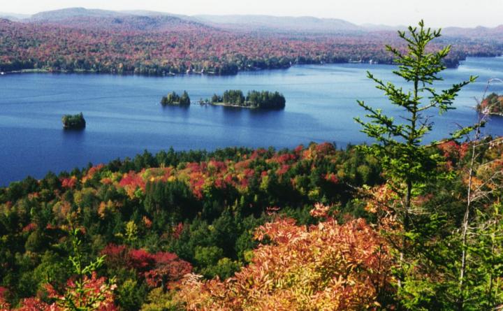 Sugar Maple Scenery