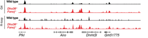 Genome browser view showing G-quadruplex and R-loop signals