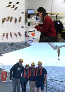 Research Team