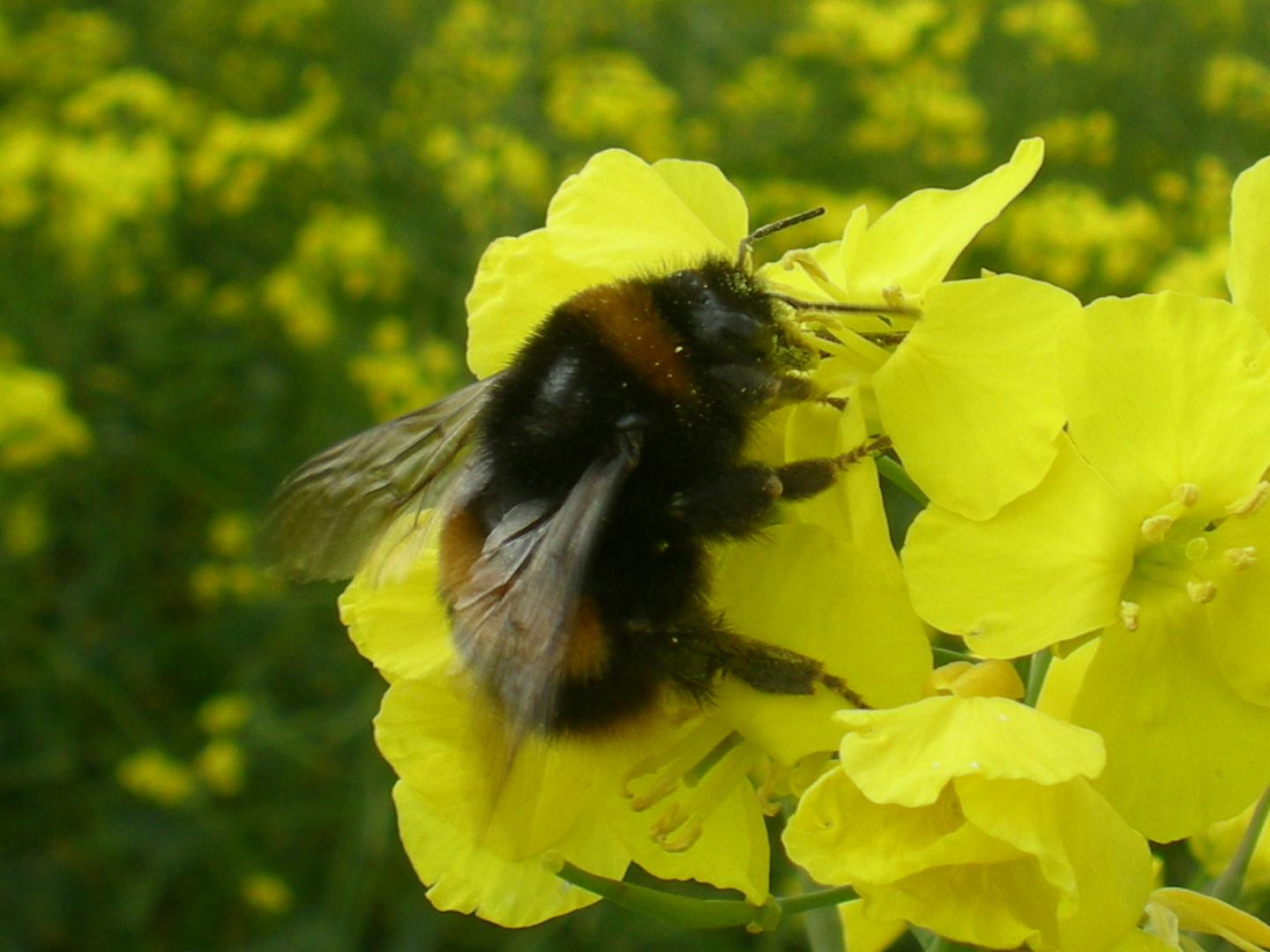 Foraging Wild Bumblebee