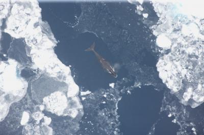 Bowhead