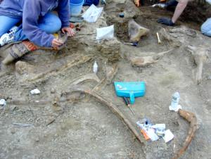 Identification of tooth traces from a Cretaceous (Maastrichtian) Edmontosaurus annectens bonebed in the Lance Formation, Wyoming, U.S.A.