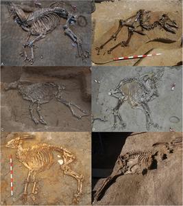 First of a line or last of a dynasty? Parabos tigneresi and the evolution of eurasian bovinae in the early pliocene