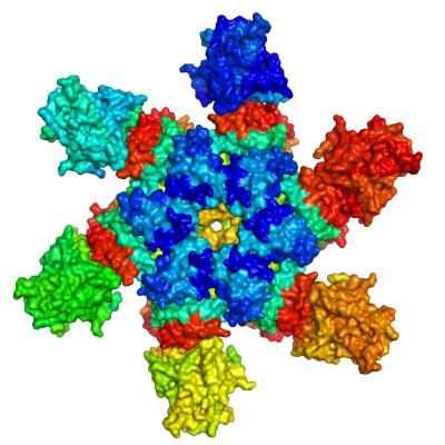 p53 Molecules