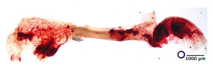 Periodontal ligament engineered using STOMP